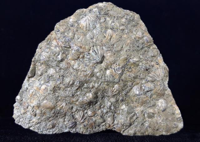 Tentaculites sp. SCHLOTHEIM 1820 - Bild © FossNet FossilienStore